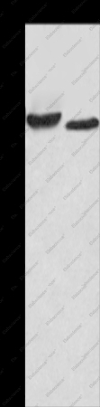 AMIGO2 Polyclonal Antibody - 1