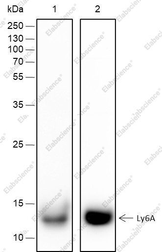 Recombinant Ly-6A/E Monoclonal Antibody - 1