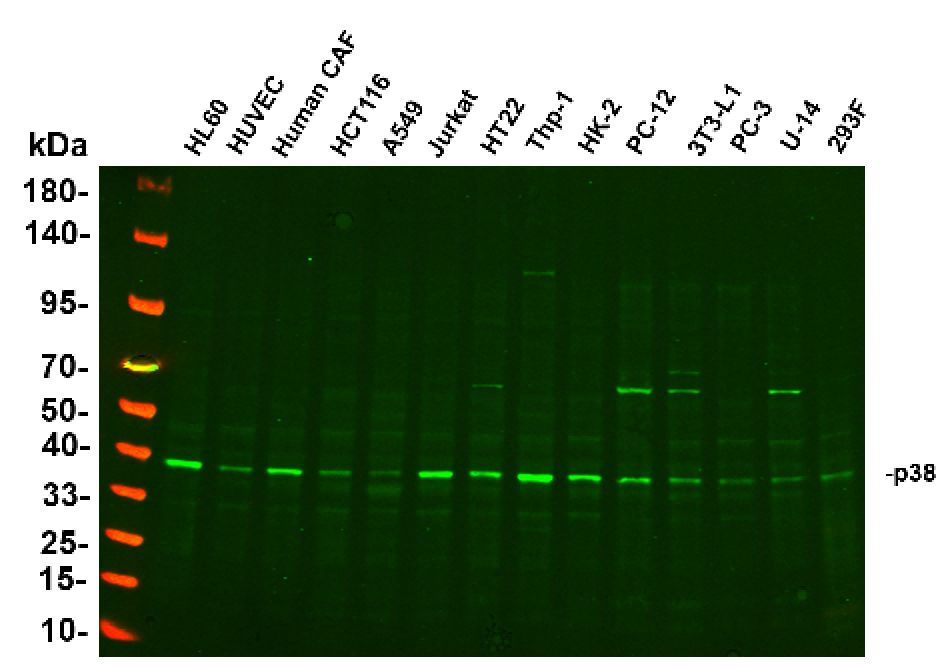 Recombinant p38 Monoclonal Antibody-searchlist-1