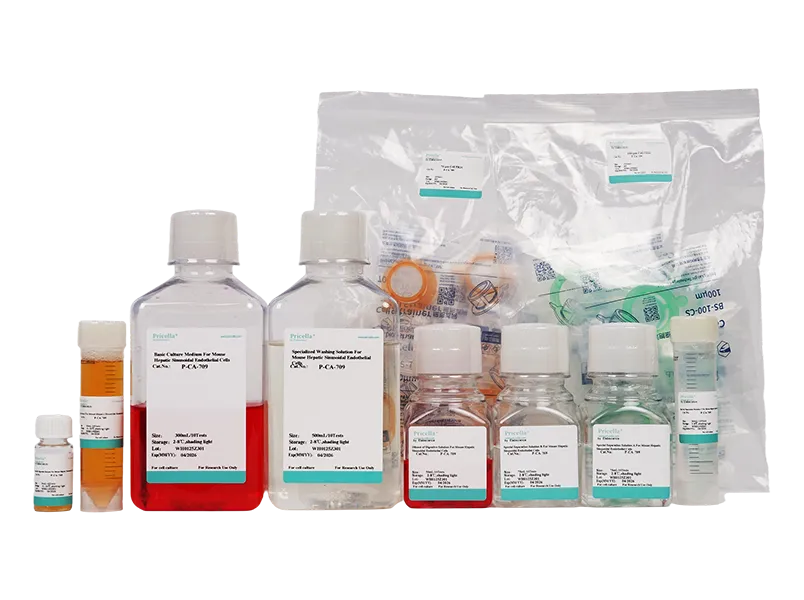 Mouse Liver Sinusoidal Endothelial Cells Isolation and Culture Kit - small - 3