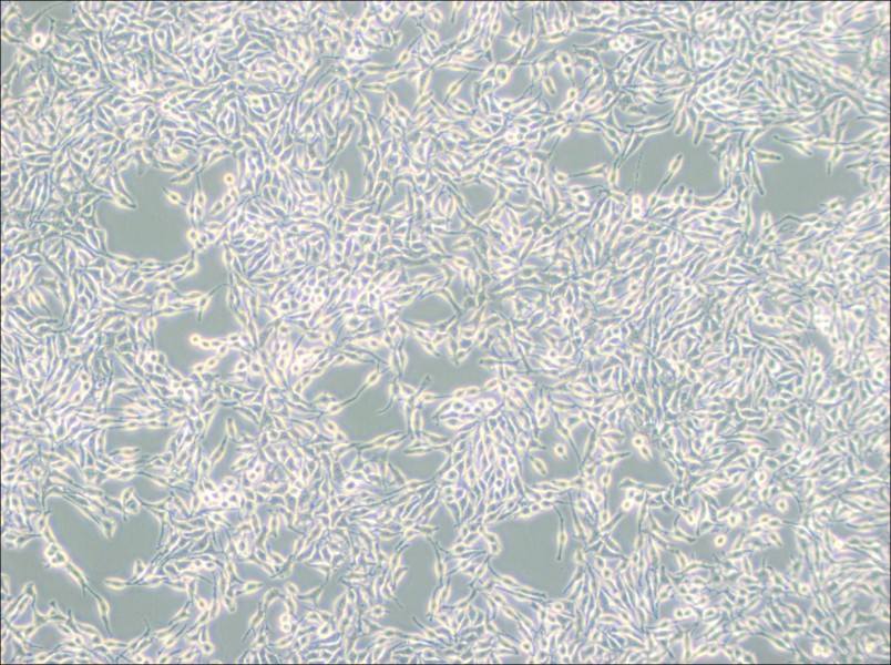 B16 Cell Complete Medium - 3