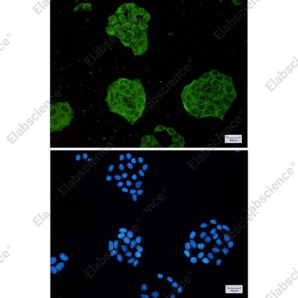 Recombinant TRIM56 Monoclonal Antibody - 2