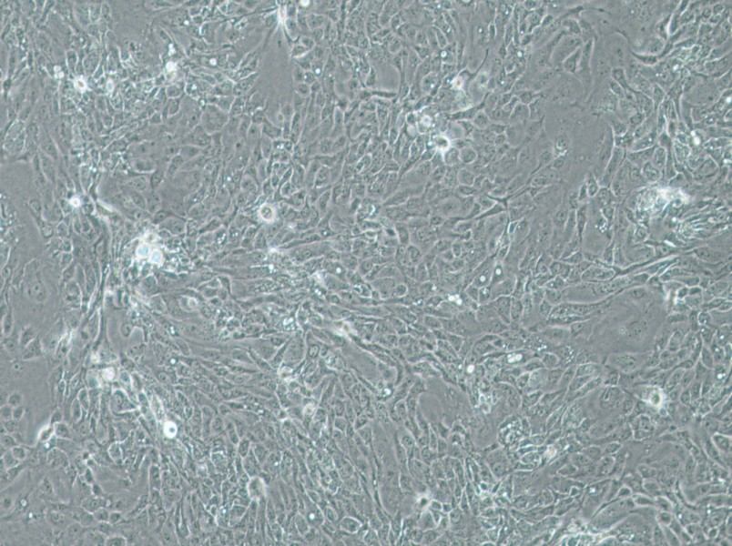 Panc 08.13 Cell Complete Medium-searchlist-1