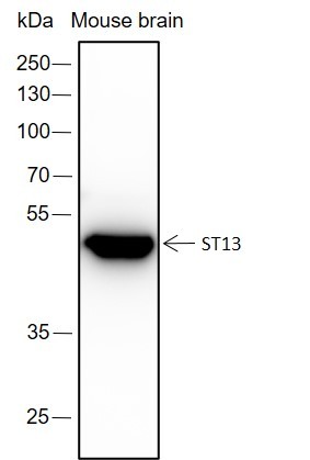 Recombinant ST13 Monoclonal Antibody-searchlist-1