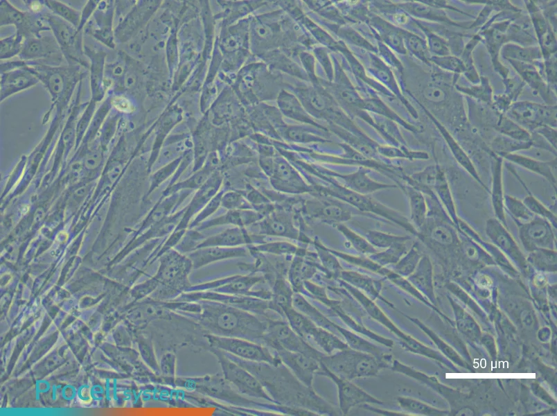 Human Adipose-derived Mesenchymal Stem Cell Complete Medium - small - 6
