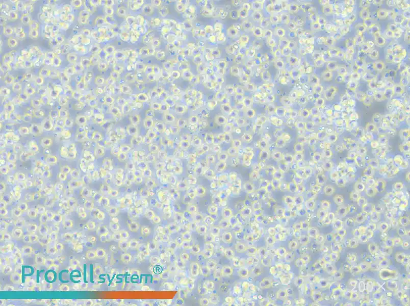 Jurkat clone A3[A3] Cell Complete Medium - small - 6