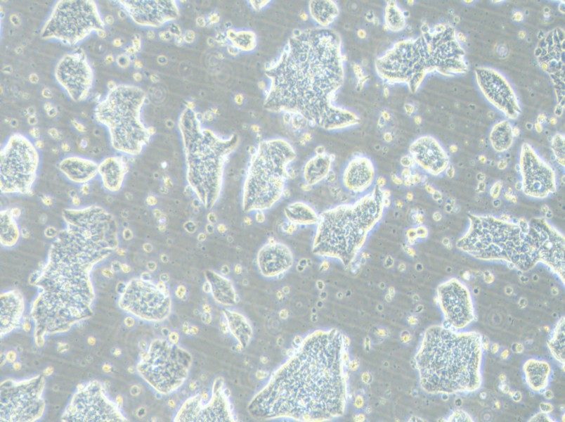 LC-2/ad Cell Complete Medium-searchlist-1