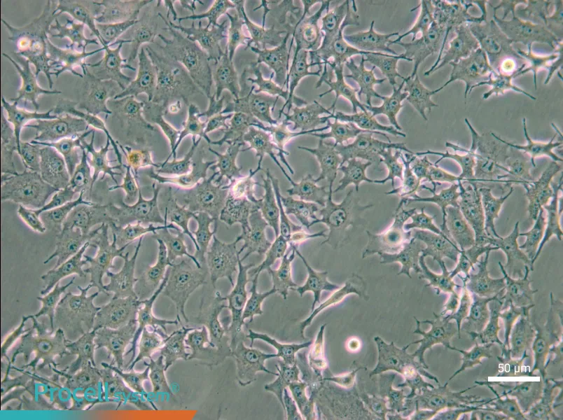 B16-F0 Cell Complete Medium - small - 6