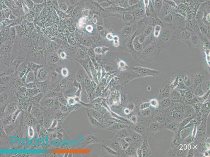 GLAG-66 Cell Complete Medium - 4
