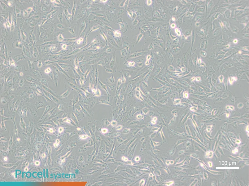786-O [786-0] Cell Complete Medium - 2