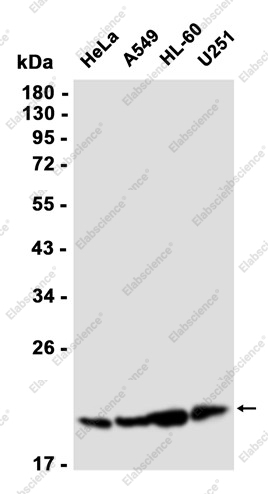 Recombinant IL-26 Monoclonal Antibody - 1