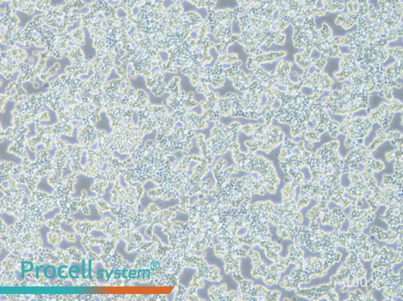 RAW 264.7 Cell Complete Medium - 2