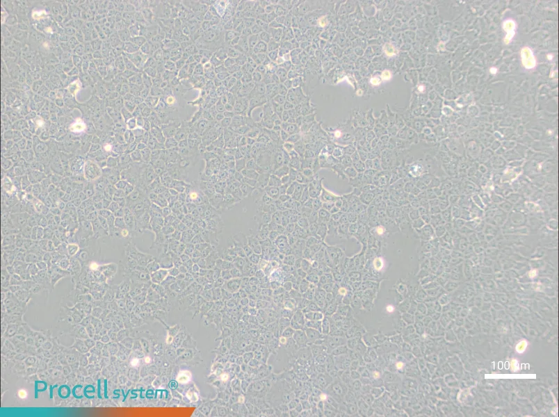 AML12 Cell Complete Medium - 3