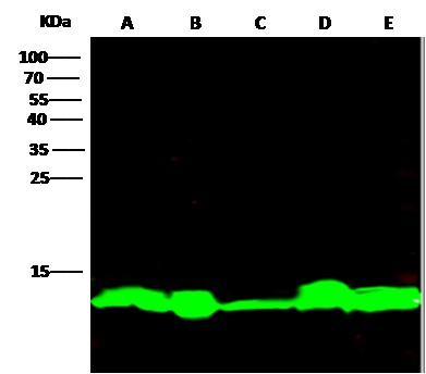 Recombinant Thioredoxin/TXN Monoclonal Antibody-searchlist-1