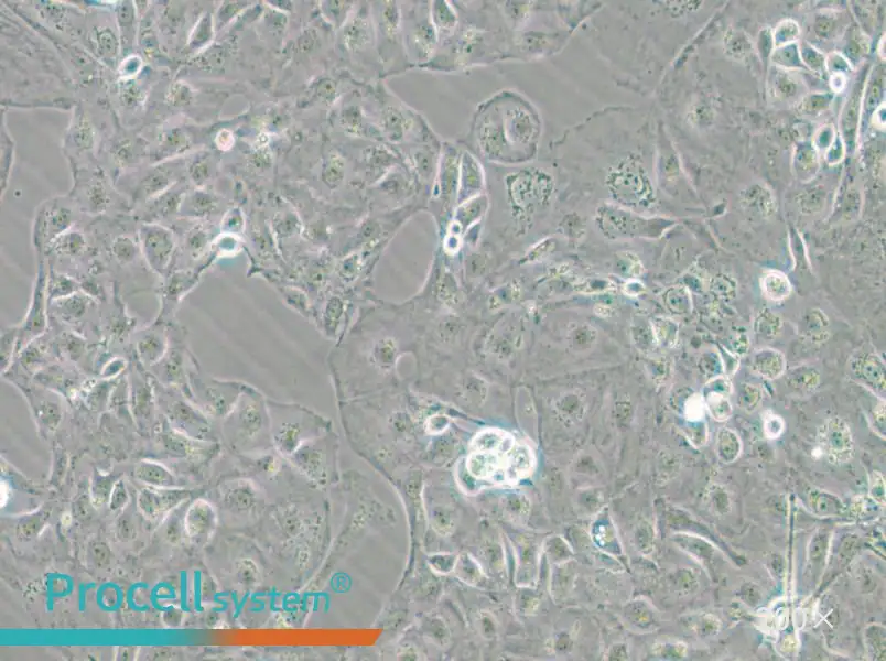 Kuramochi Cell Complete Medium - 4