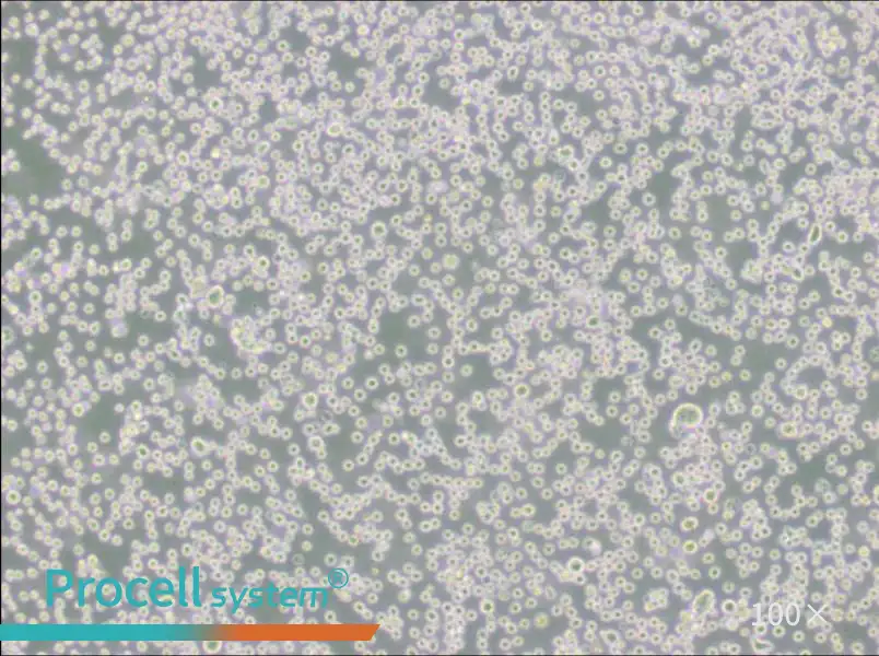 DB Cell Complete Medium - 2