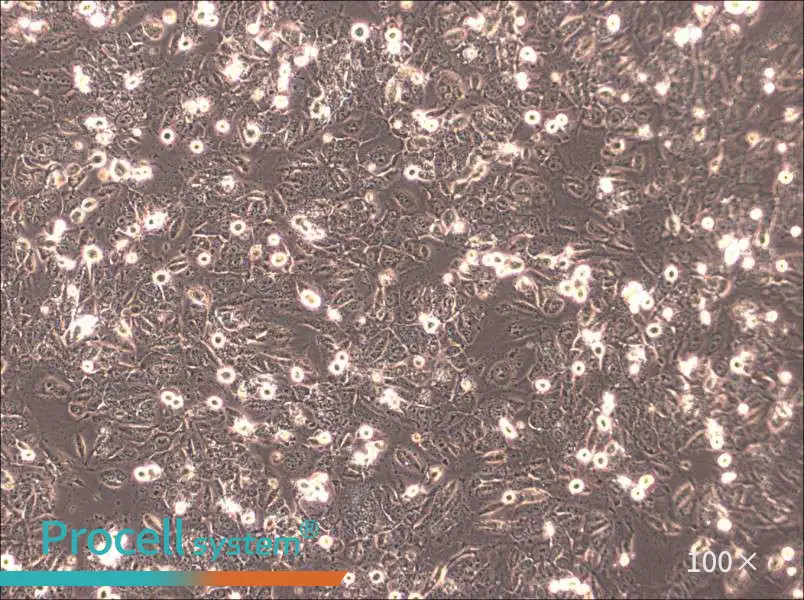 HTh83 Cell Complete MediumHTh83 Cell Complete Medium - 3