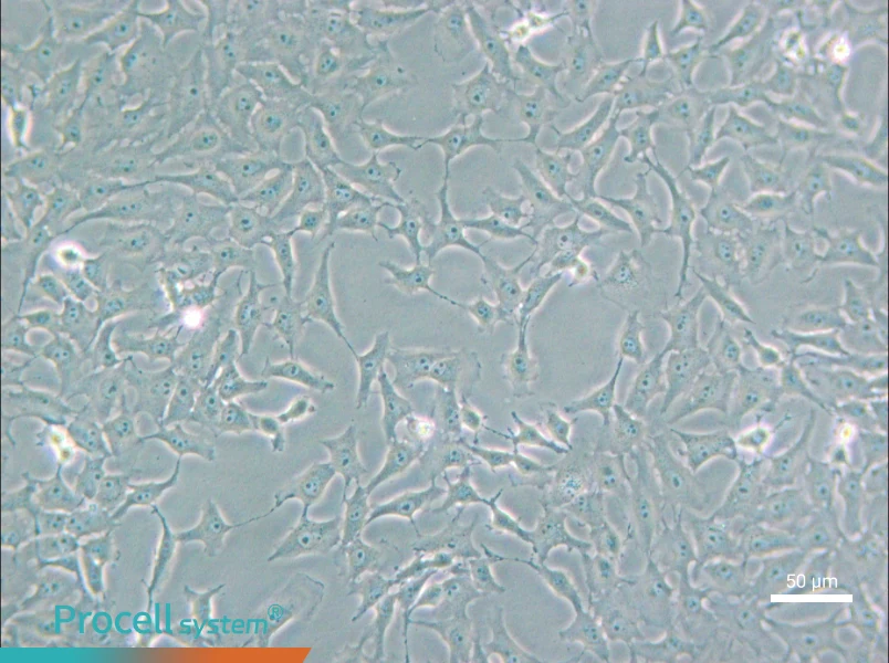 Mv.1.Lu [NBL-7] Cell Complete Medium - 6