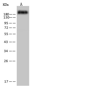 CD45/Ptprc Monoclonal Antibody-searchlist-1