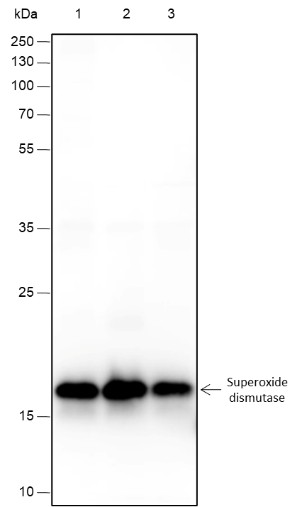 Recombinant SOD1 Monoclonal Antibody-searchlist-1