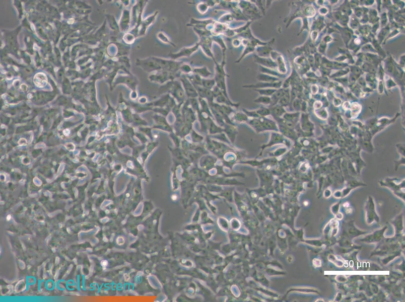 P19 Cell Complete Medium - small - 6