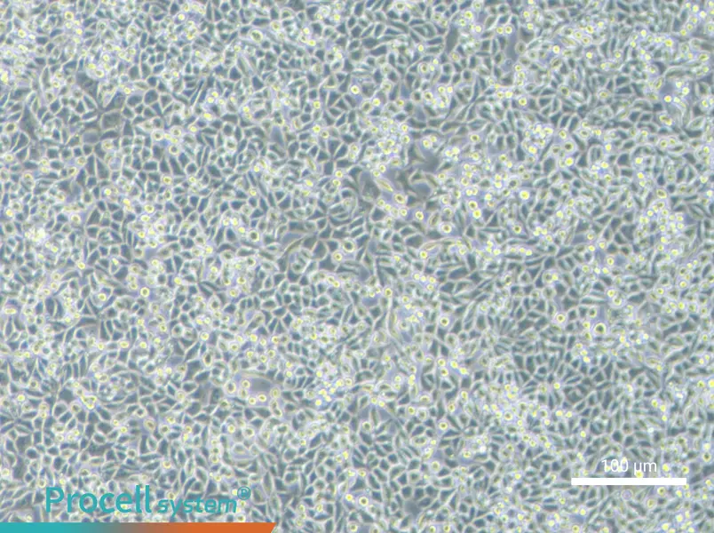 L Wnt-3A Cell Complete Medium - 2