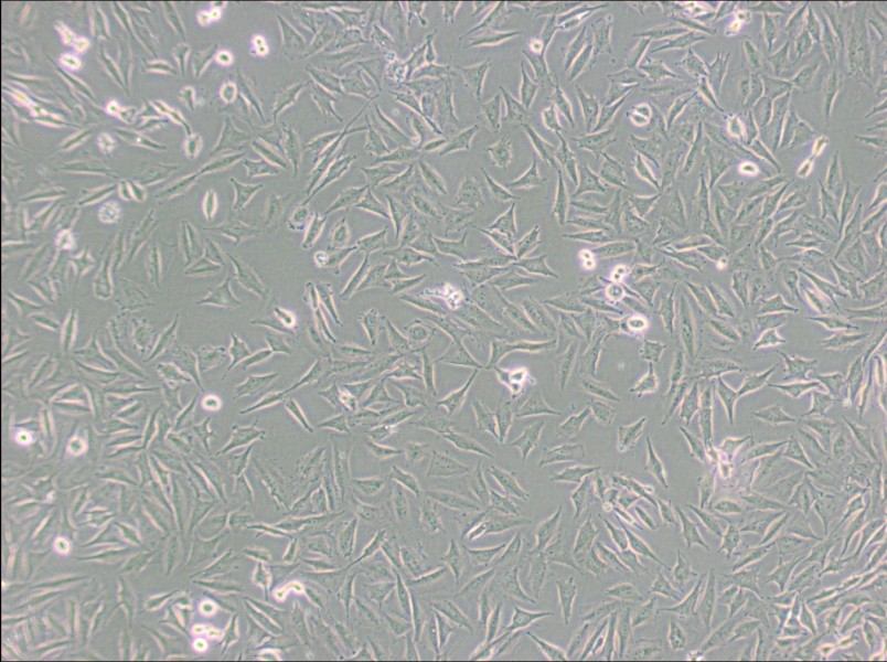 LN229 [LN-229; LNT-229] Cell Complete Medium-searchlist-1