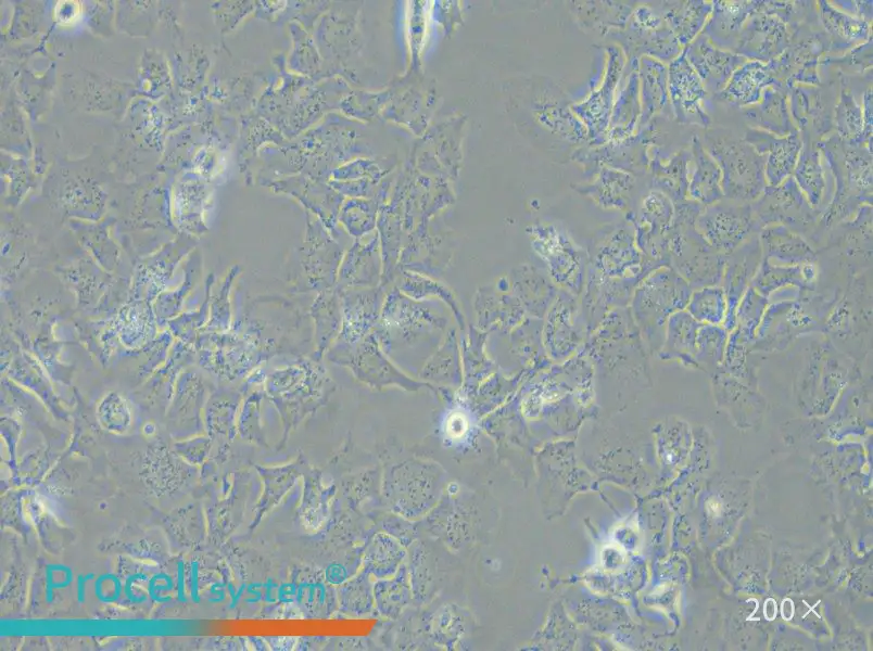 Hep 3B2.1-7 Cell Complete Medium - small - 4