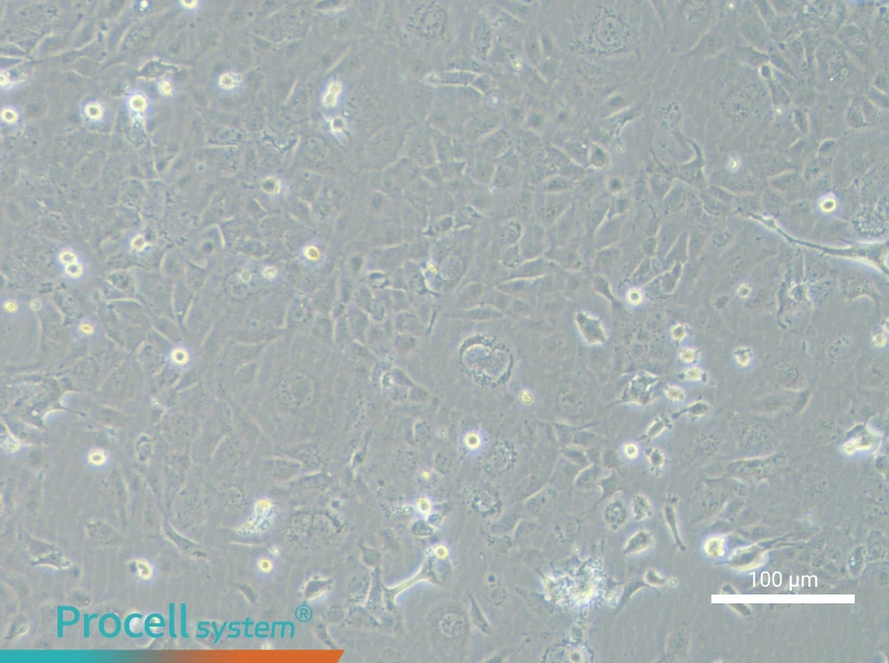 NCI-H1838NCI-H1838 - 3