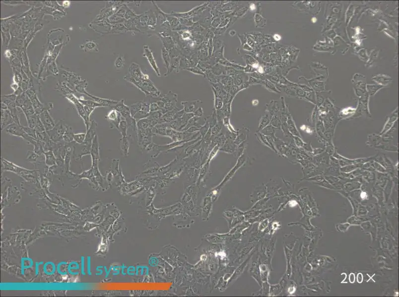 NCI-H1792 Cell Complete Medium - 6