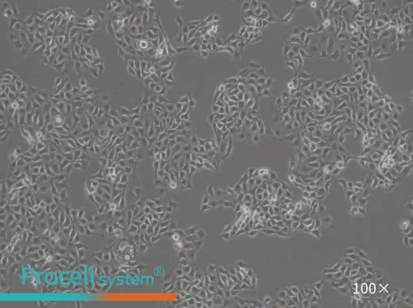 HCC1806 Cell Complete Medium - 1