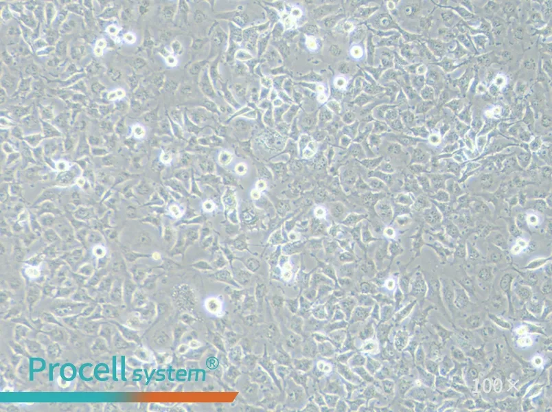 C918 Cell Complete Medium - 1