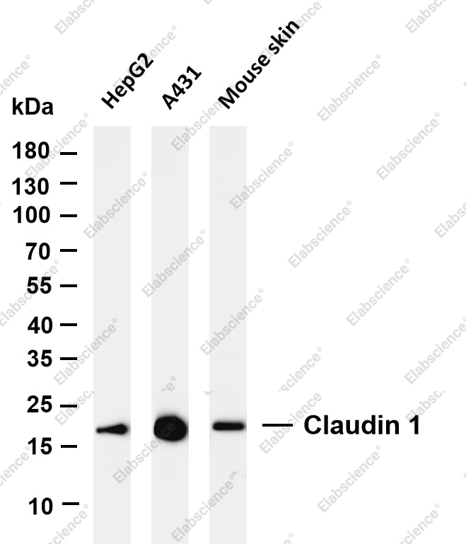 Recombinant Claudin-1 Monoclonal Antibody - 2