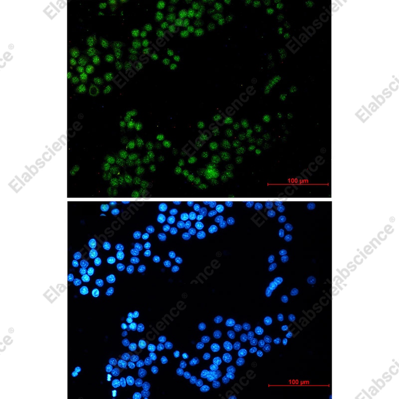 Recombinant CRTC3 Monoclonal Antibody - 2