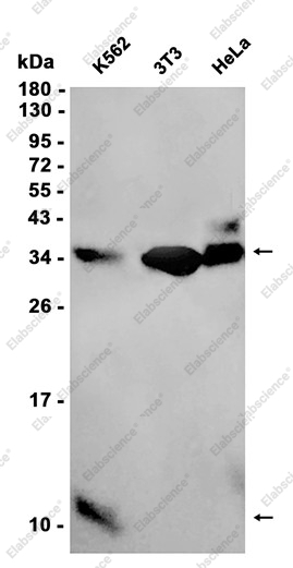 Recombinant Caspase-3 p12 Monoclonal Antibody - 1