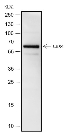 Recombinant CBX4 Monoclonal Antibody-searchlist-1
