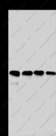 Cyclophilin F Polyclonal Antibody - 1
