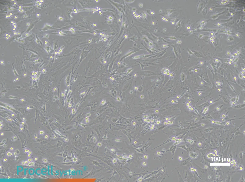 Mouse Vaginal Wall Fibroblast Complete Medium - 3