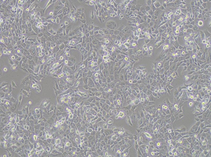 NCI-H1915 Cell Complete Medium-searchlist-1