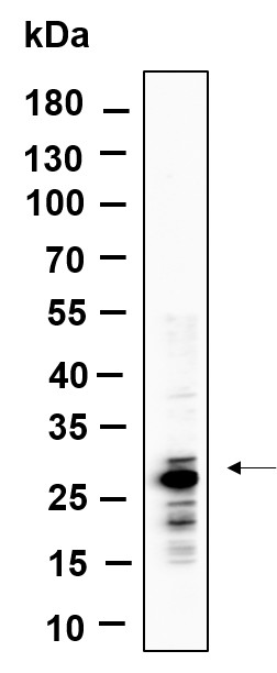 Recombinant MTCO2 Monoclonal Antibody-searchlist-1