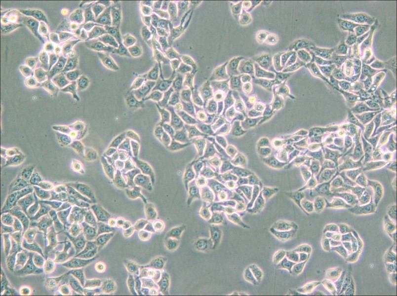 RT-112 Cell Complete Medium - small - 4