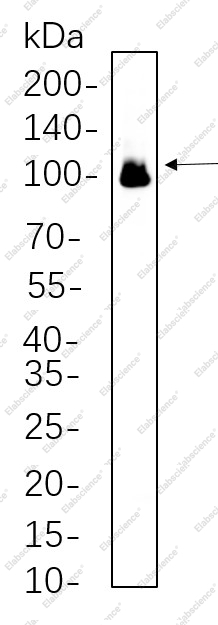 Recombinant Glutamate Receptor 1 Monoclonal Antibody - 1