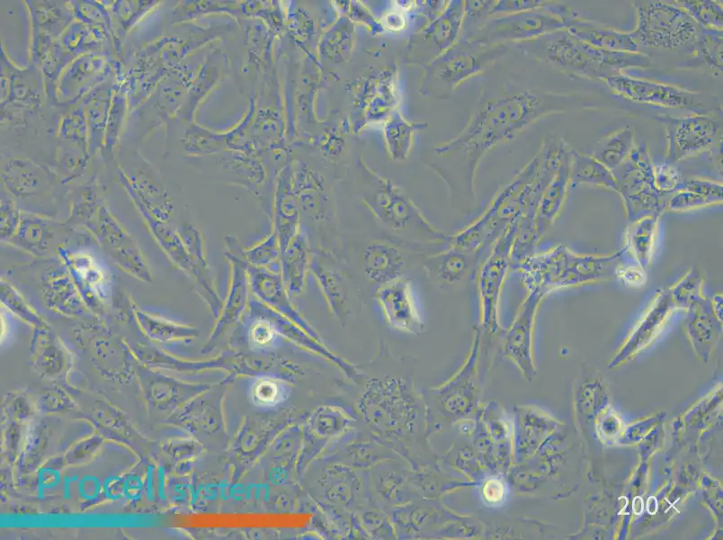 SW 1353 (DMEM) Cell Complete Medium - 4