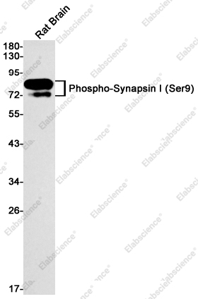 Recombinant Phospho-Synapsin I (Ser9) Monoclonal Antibody - 1