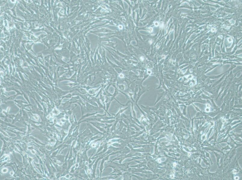 MOG-G-UVW Cell Complete Medium - 2