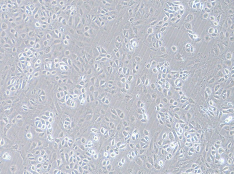 C166 Cell Complete Medium - 2