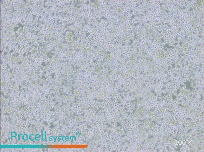 AE-2 Cell Complete MediumAE-2 Cell Complete Medium - 3