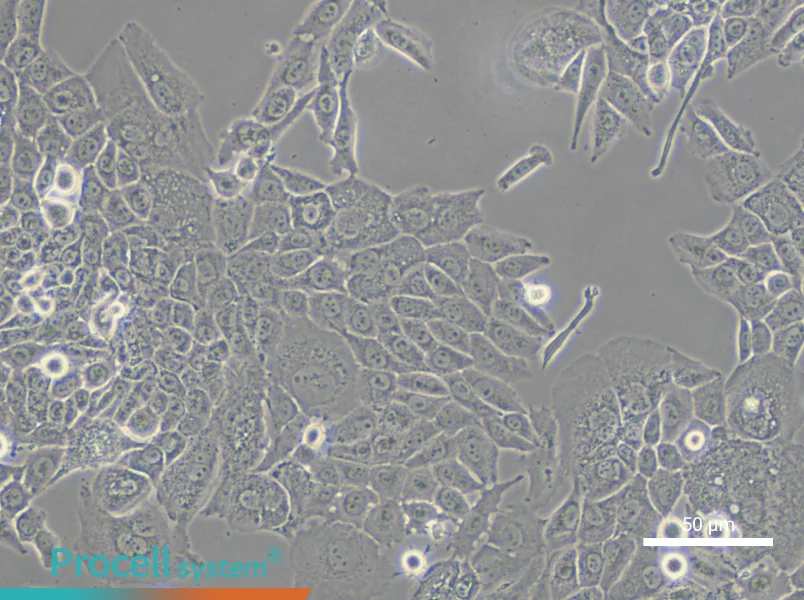 Hs 766T Cell Complete MediumHs 766T Cell Complete Medium - 5
