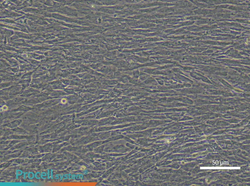 Mouse Tendon Stem/Progenitor Cell Complete Medium - 4