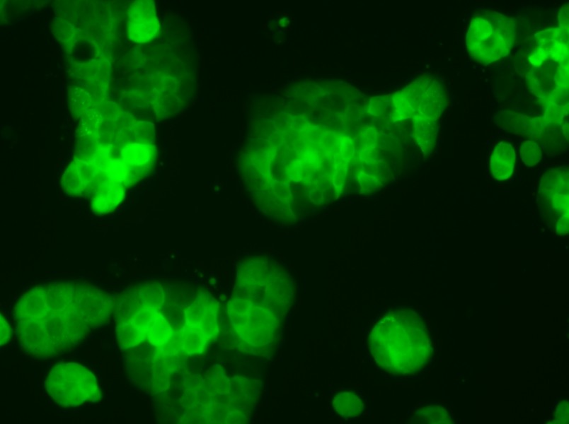 HT-29-GFP Cell Complete Medium - small - 4